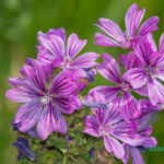 خواص گیاه پنیرک Malva-Sylvestris