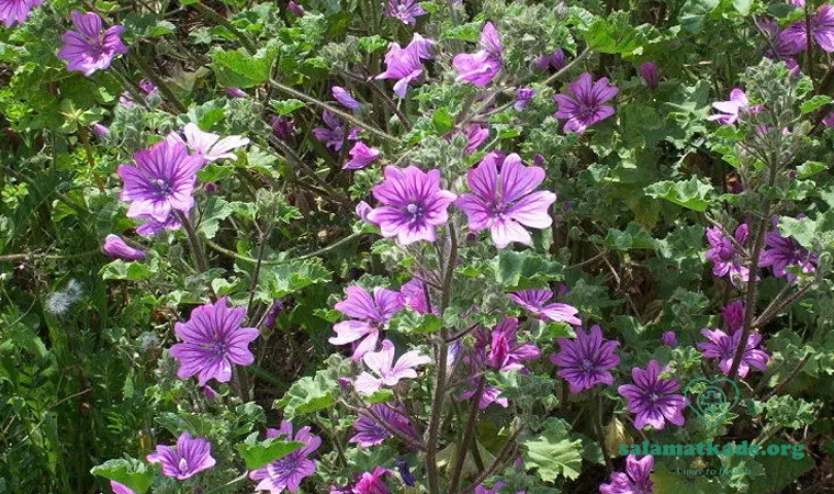 خواص گیاه پنیرک Malva-Sylvestris