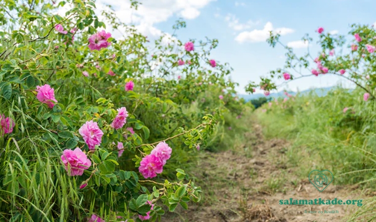 خواص اسانس گل محمدی در عطرسازی و داروسازی