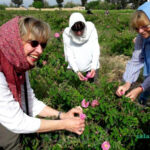 گلاب گیری کاشان و خواص گلاب برای پوست و مو