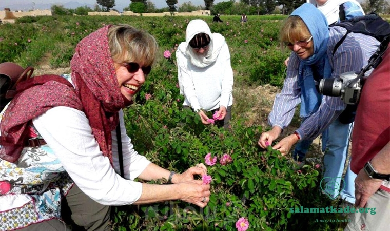 گلاب گیری کاشان و خواص گلاب که نمی دانستید