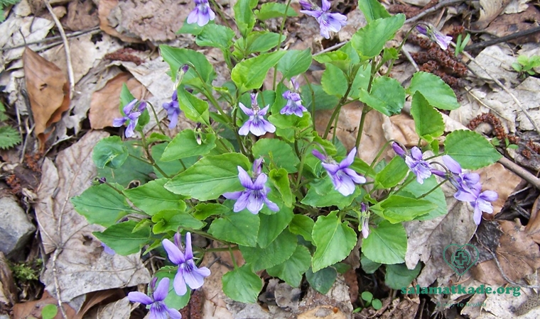 گل بنفشه جنگلی Viola-sylvestris