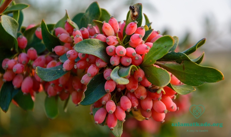 خواص زرشک در طب سنتی و نوین