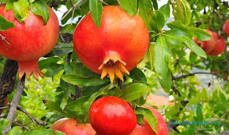 خواص انار در طب سنتی