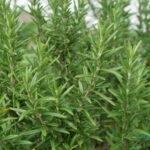 خواص رزماری برای مو و پوست و خواص آنتی اکسیدانی آن