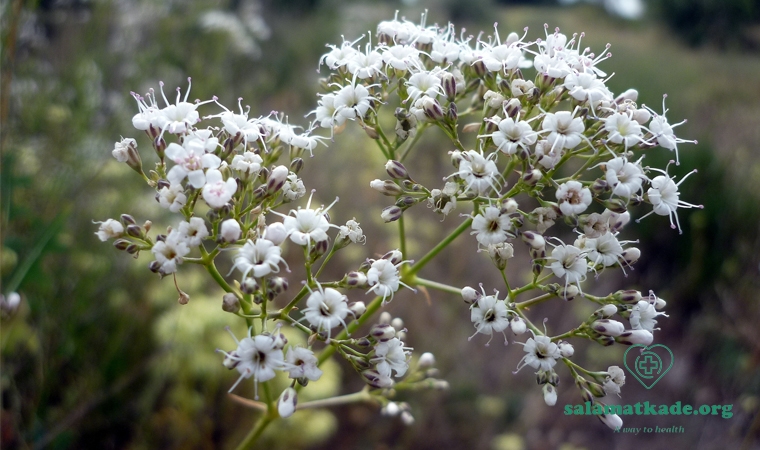 خواص روغن کندش