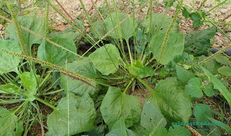 خواص بارهنگ و عسل