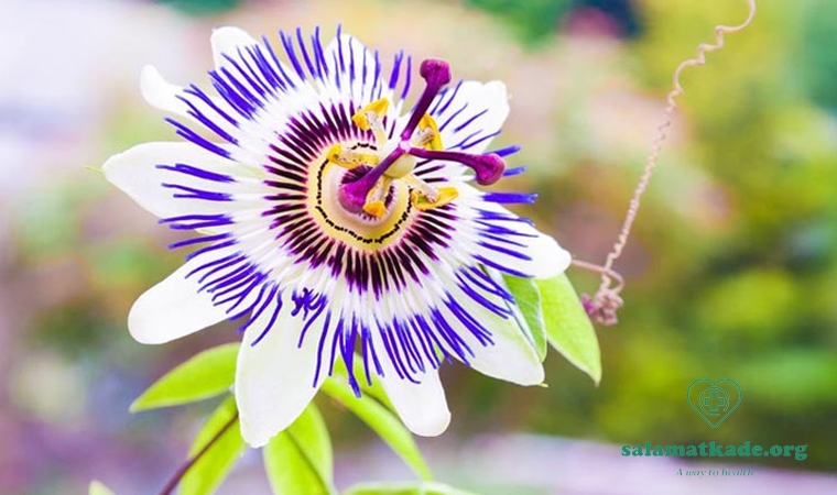 گل ساعتی قویترین خواب آور گیاهی