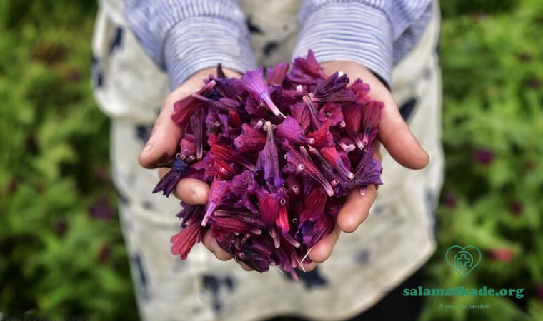 خواص گل گاوزبان برای پاکسازی بدن در بهار