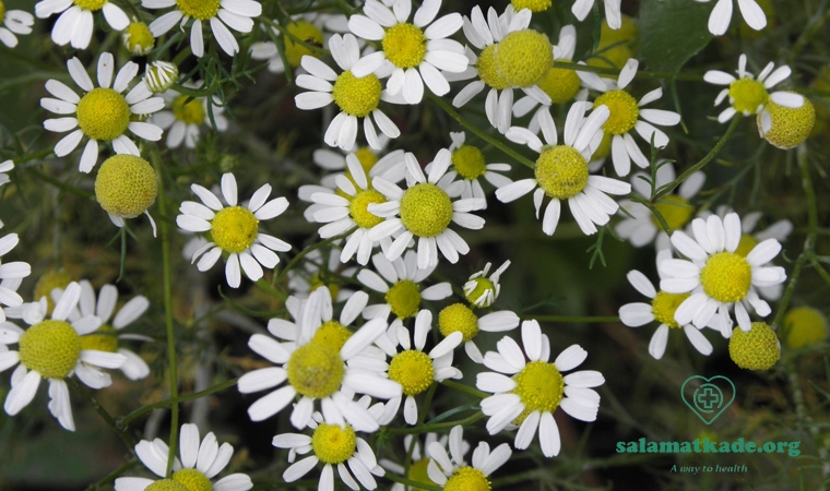 خواص دمنوش بابونه برای زنان