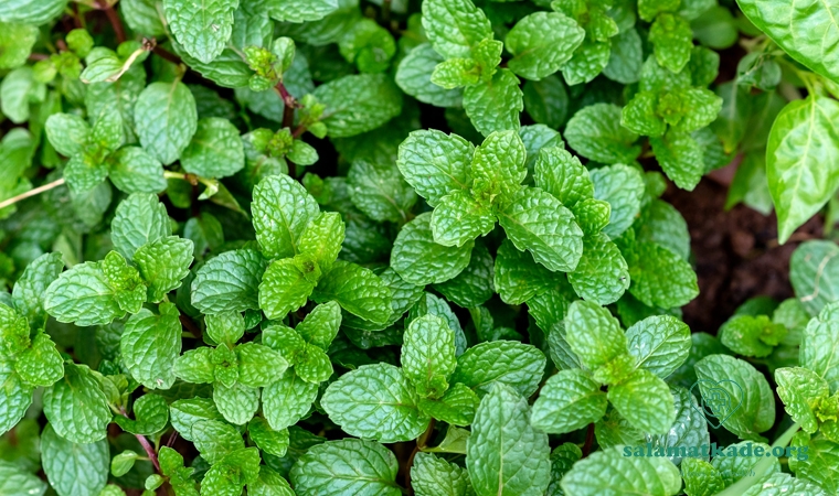 نعنا برای حالت تهوع