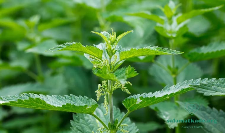 خواص گزنه در طب سنتی