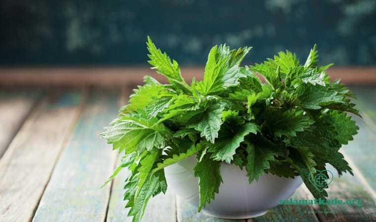 خواص گزنه در طب سنتی