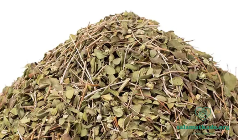 خواص آویشن شیرازی