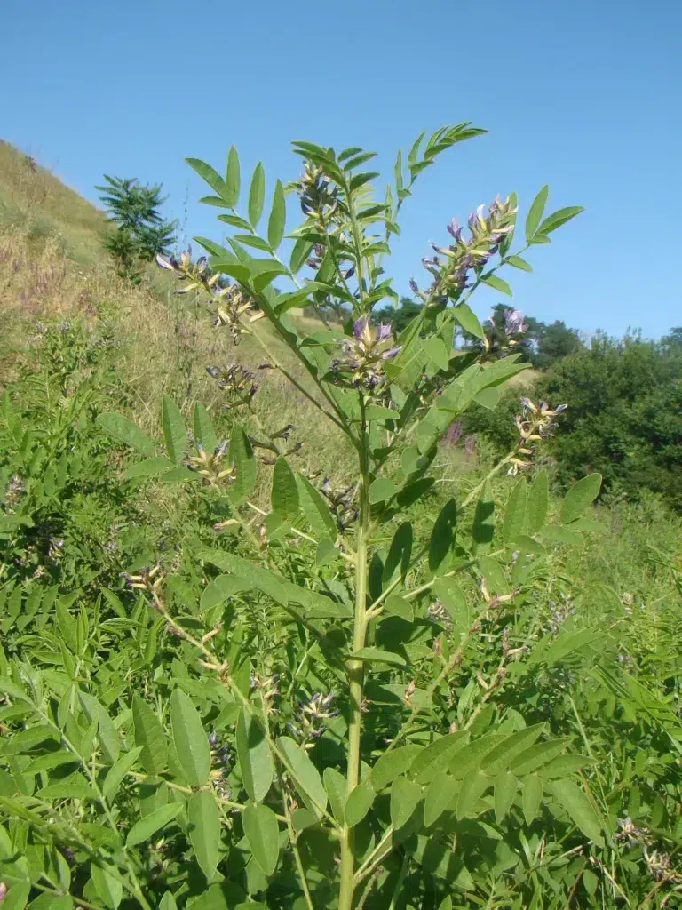 گیاه شیرین بیان