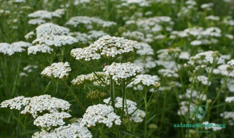 خواص بومادران Achillea millefolium