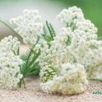 خواص بومادران Achillea millefolium