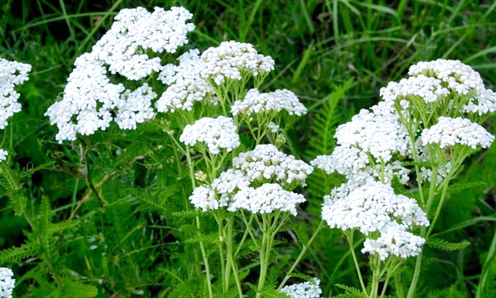 خواص بومادران Achillea millefolium