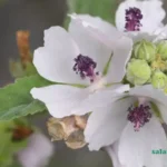 خواص گل ختمی از زبان دکتر کردافشاری