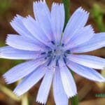 عرق کاسنی برای کبد چرب خوب است یا خیر