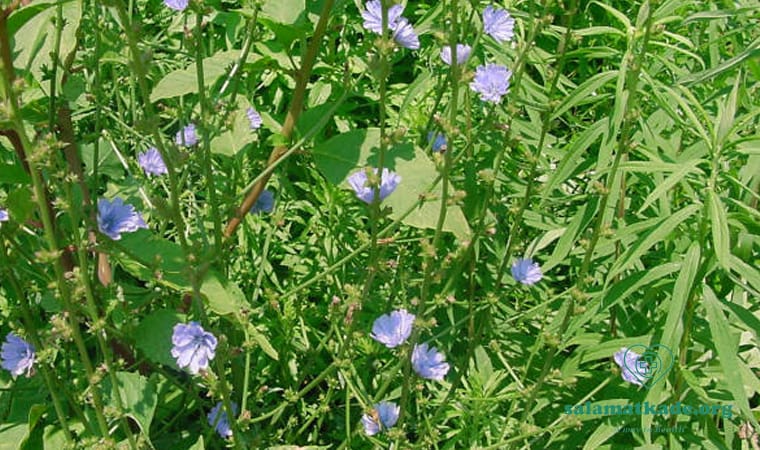 عرق کاسنی برای کبد چرب خوب است یا خیر