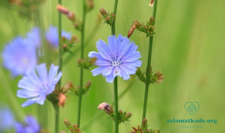 عرق کاسنی برای کبد چرب خوب است یا خیر