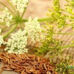 خواص زیره سبز در طب سنتی