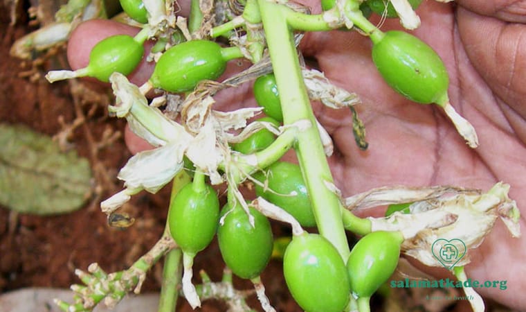 خواص هل در طب سنتی