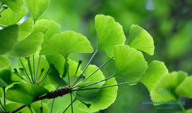 جینکو برای تقویت حافظه و جلوگیری از فراموشی