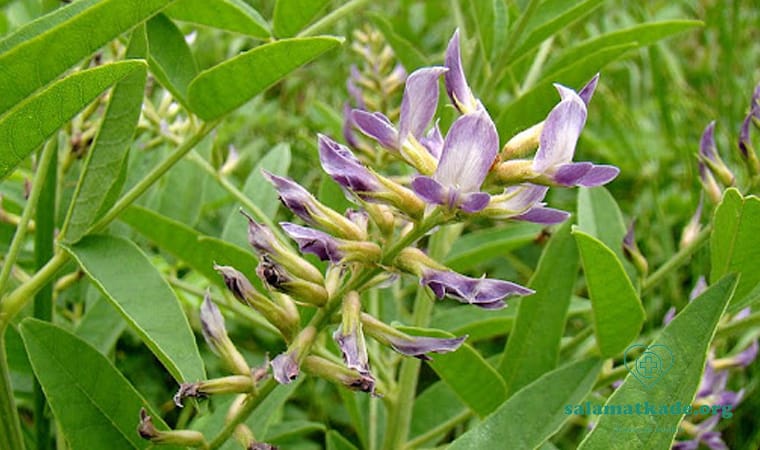 معجزه شیرین بیان