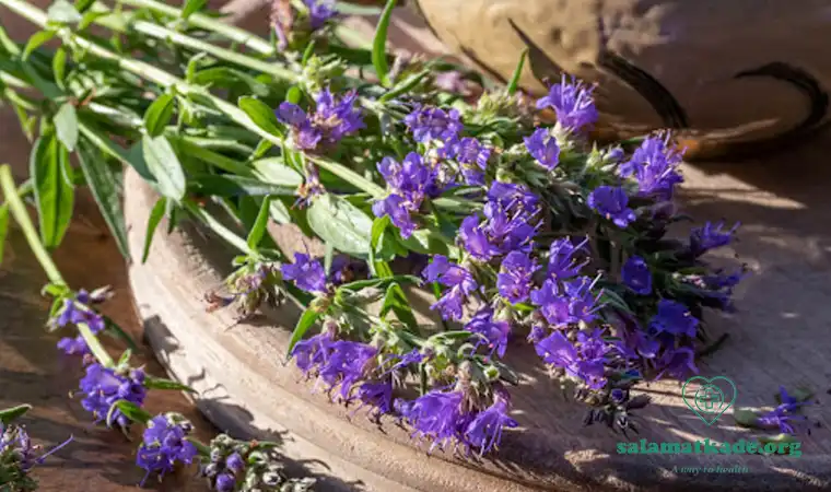 خواص گیاه زوفا برای سرماخوردگی 
