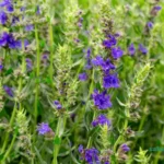 خواص گیاه زوفا برای سرماخوردگی و ریه