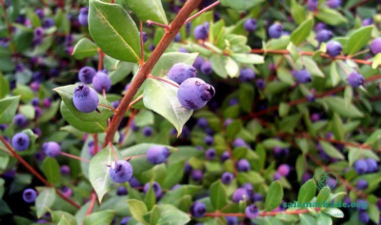 خواص گیاه مورد برای پوست و مو