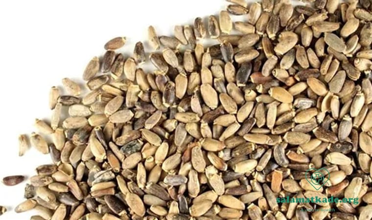 خواص خارمریم برای کبد چرب و هپاتیت