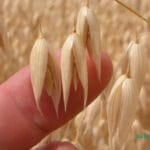 خواص جو دوسر برای لاغری و سلامتی