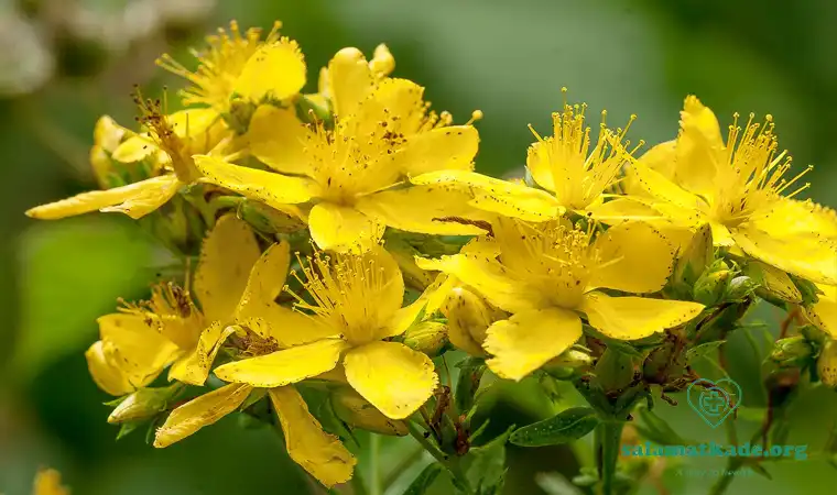 گل راعی و سرتونین