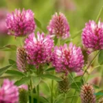 خواص شبدر قرمز برای رحم
