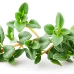 آویشن شیرازی