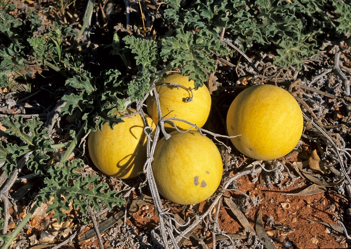هندوانه ابوجهل حنظل