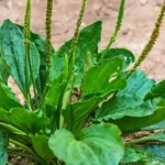 معجزه بارهنگ برای سلامتی