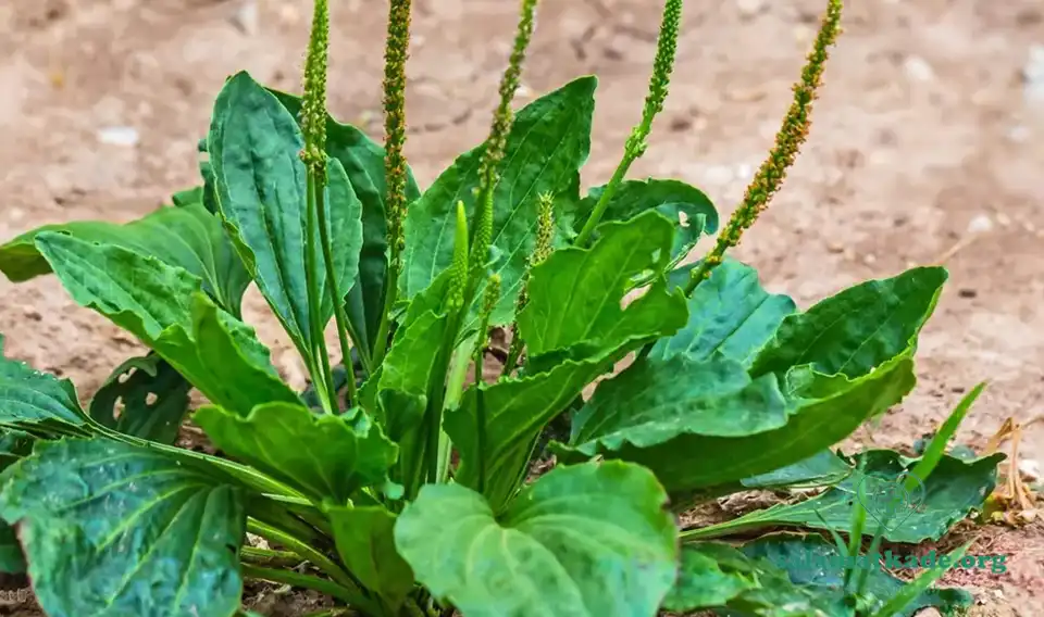 معجزه بارهنگ برای سلامتی