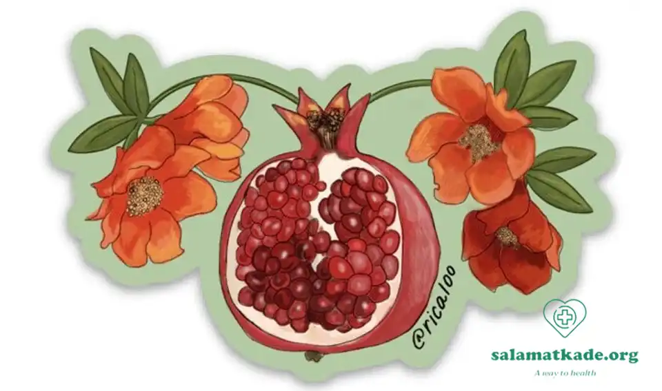 خواص پوست انار برای رحم