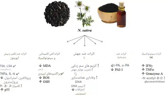 روغن سیاه دانه