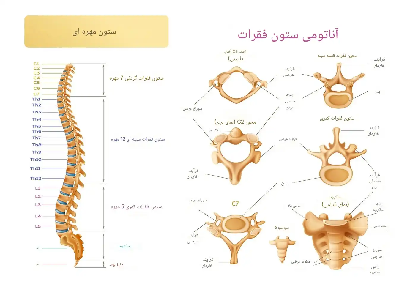 ستون فقرات