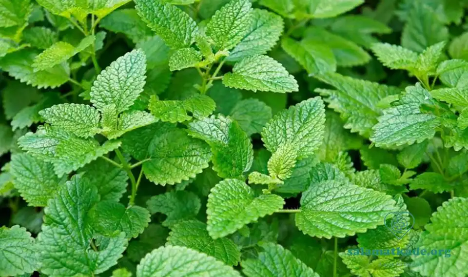 خواص بادرنجبویه گیاه ابن سینا