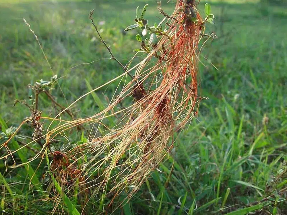 خواص افتیمون و آشنایی با گیاه افتیمون