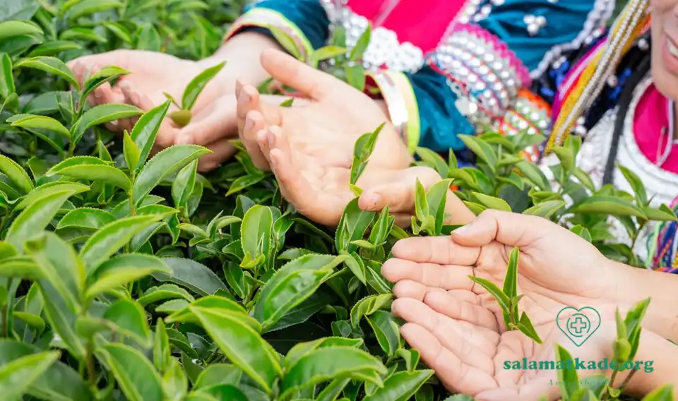 خواص چای سبز در طب سنتی