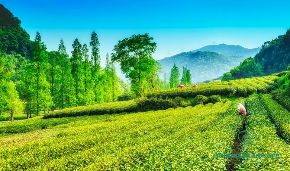 خواص چای سبز در طب سنتی