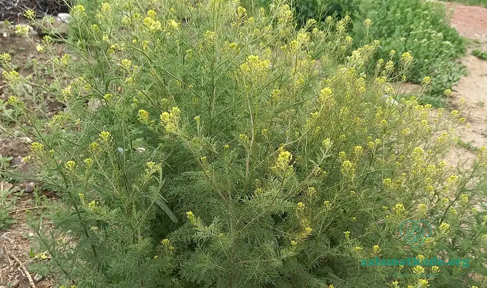 خواص خاکشیر جوشانده