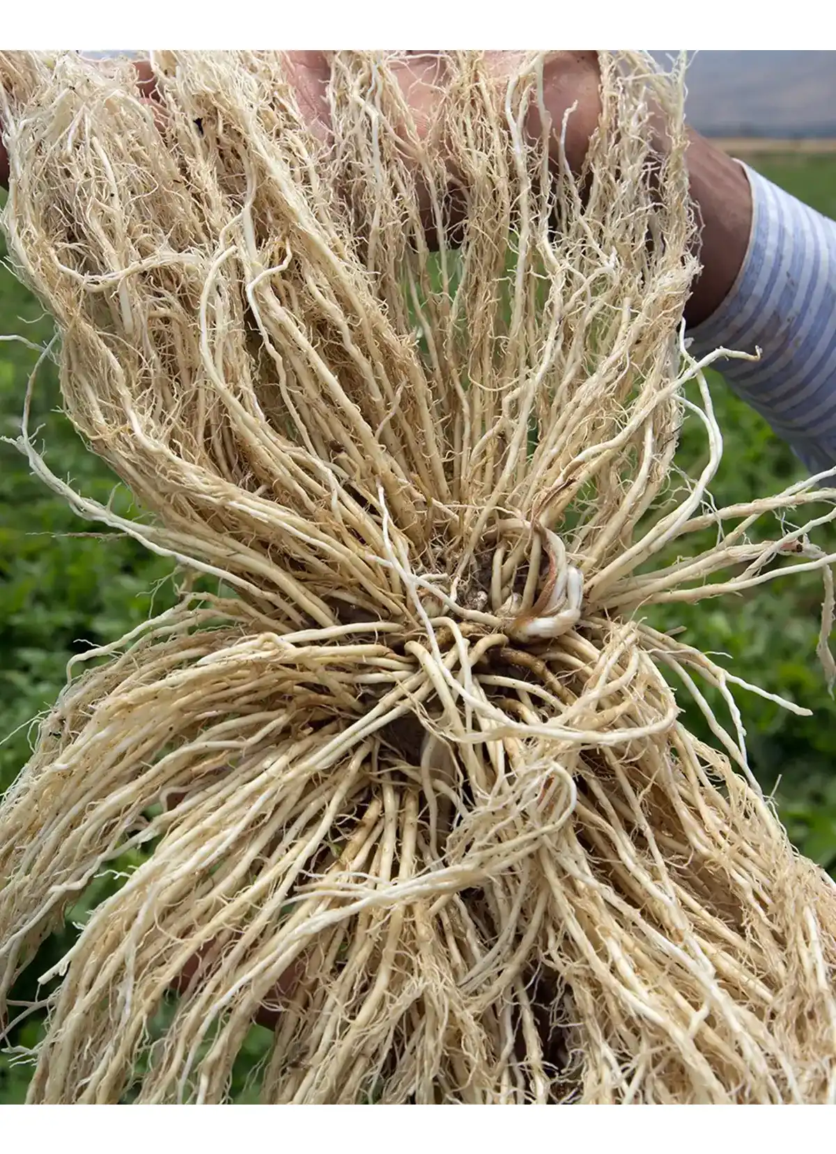 خواص سنبل الطیب